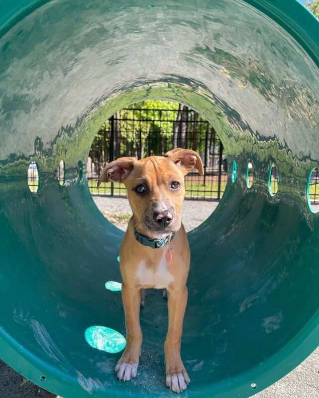 Catahoula puppies for sale