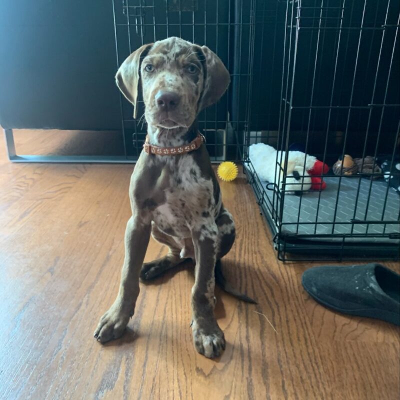 Catahoula Puppies For Sale