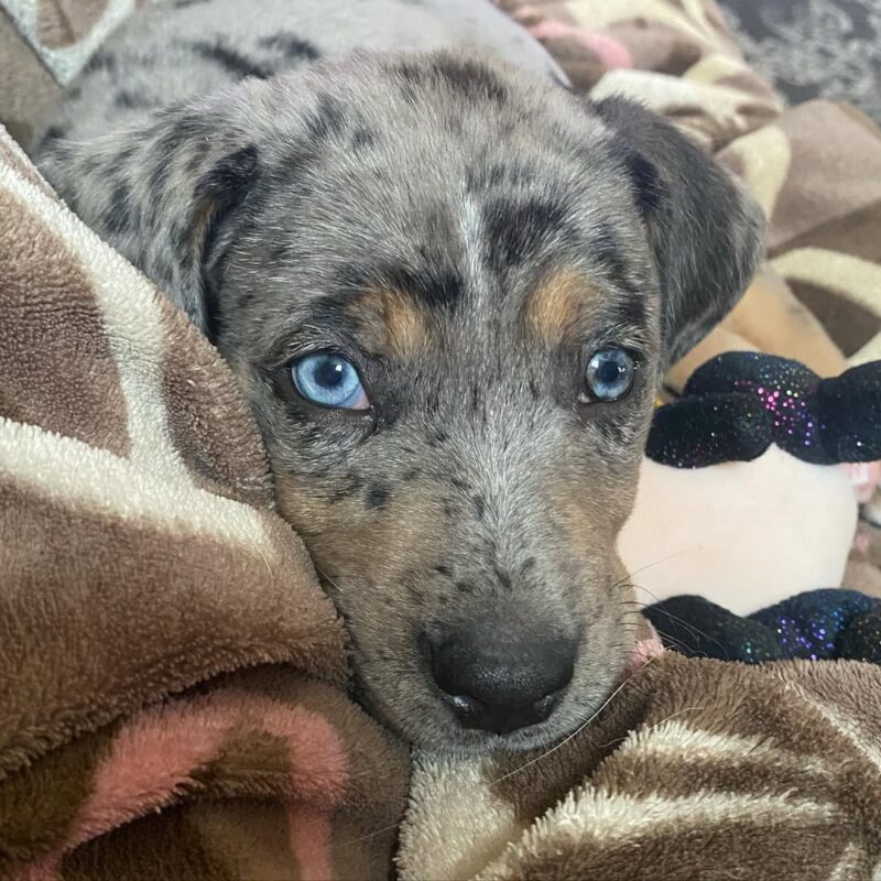 Catahoula Puppies For Sale