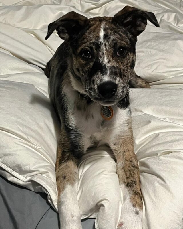 Catahoula Puppies for sale