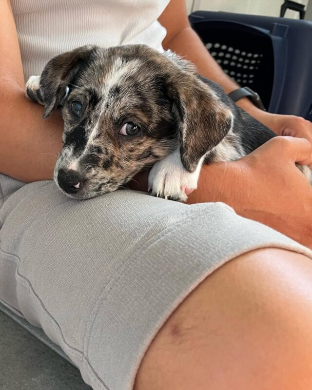 Catahoula Puppies For sale