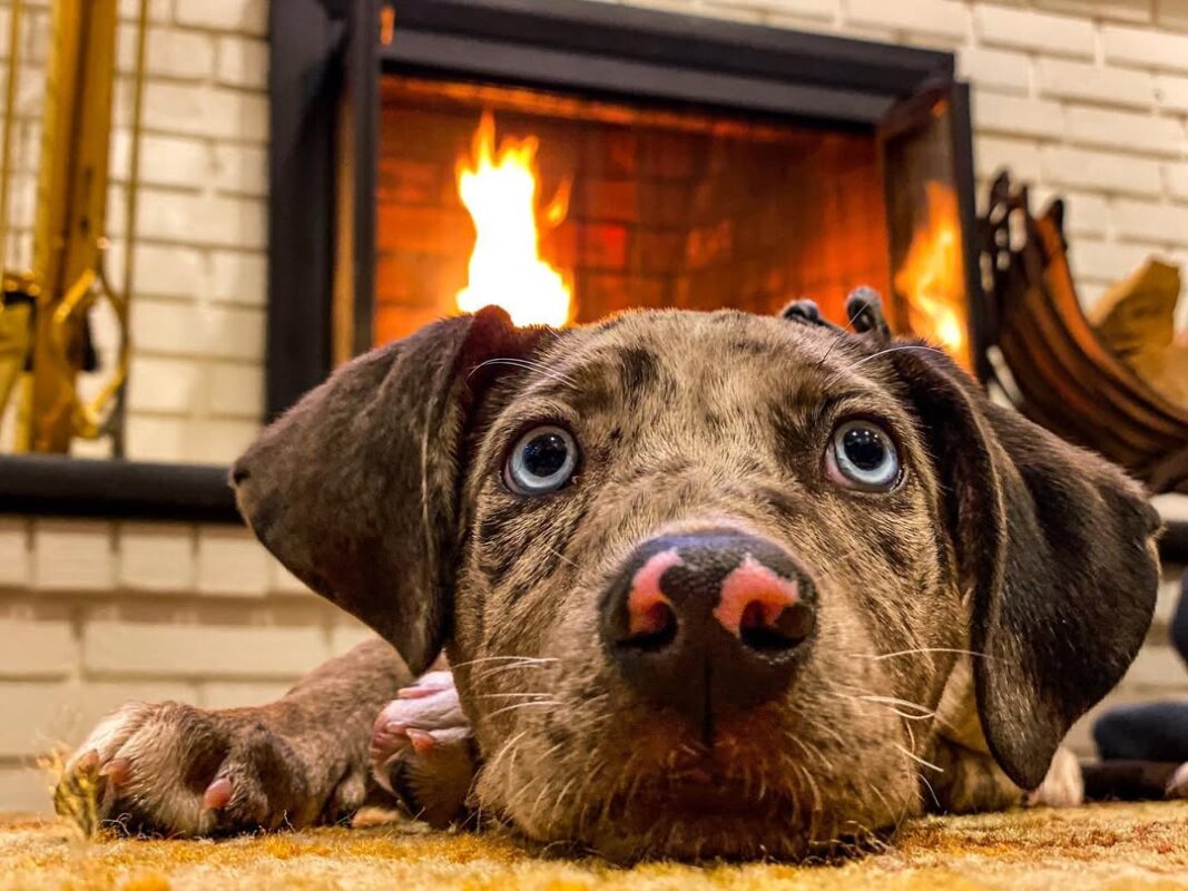 catahoula puppies for sale.